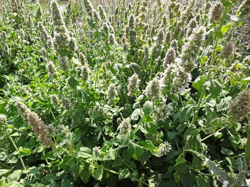 Catnip