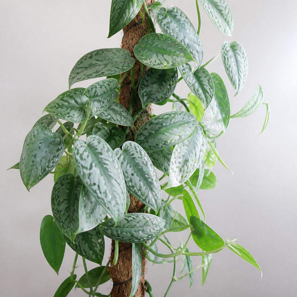 Cebu Blue Pothos