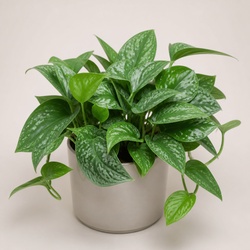 Cebu Blue Pothos Identification Guide