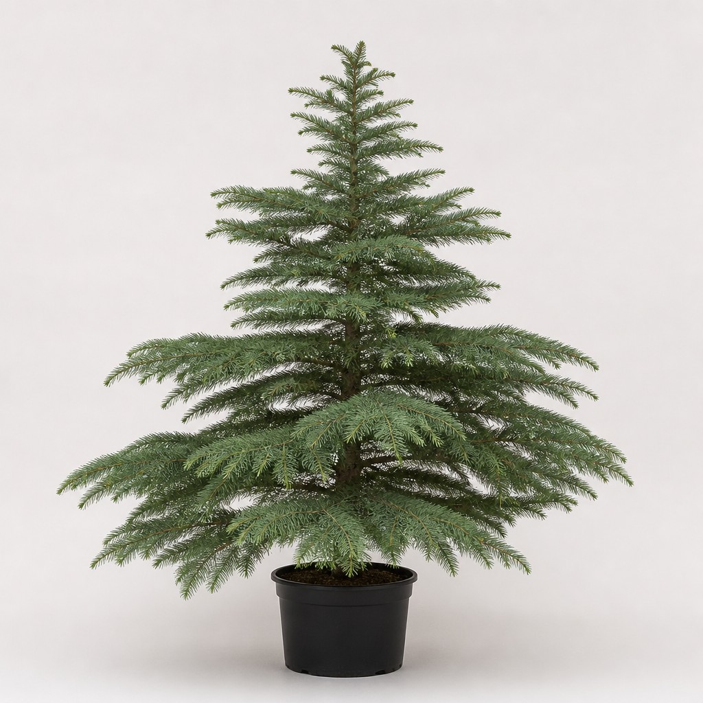 Cedar of Lebanon