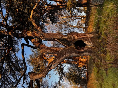 Cedar of Lebanon