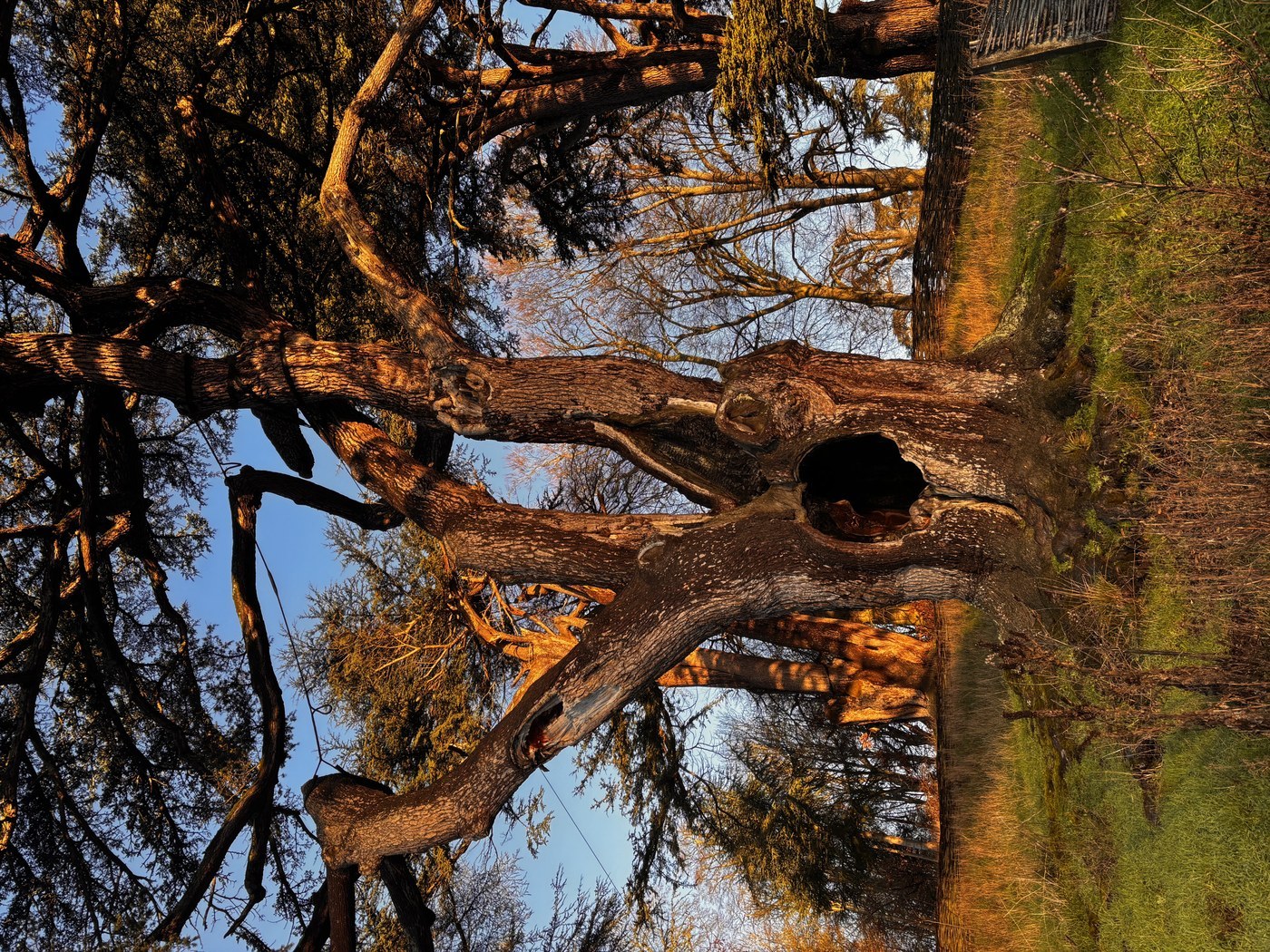 How to Care for Cedar of Lebanon