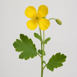 Celandine Poppy Identification Guide
