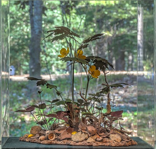 Celandine Poppy