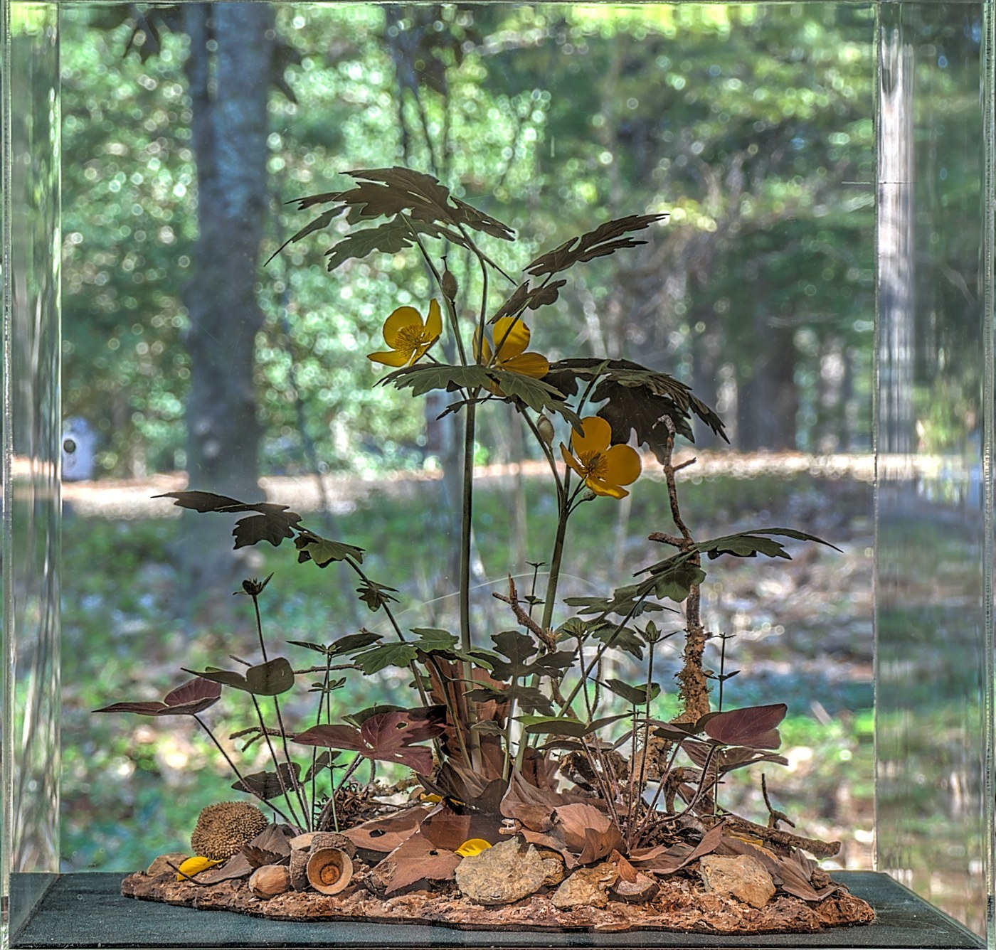 How to Care for Celandine Poppy