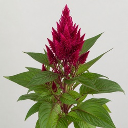 Celosia Identification Guide