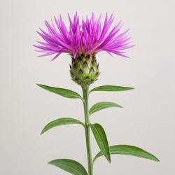 Centaurea Identification Guide