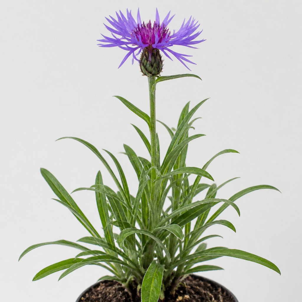 Centaurea
