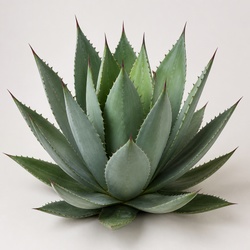 Century Plant Identification Guide