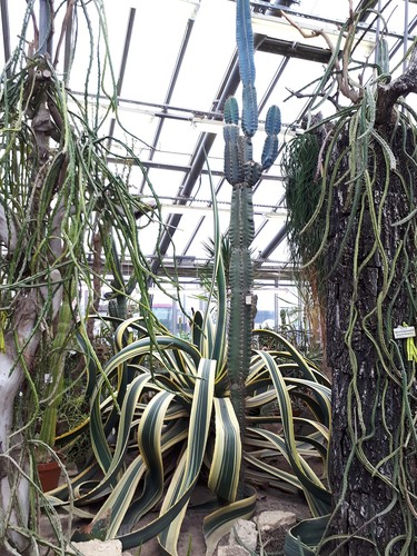 Century Plant