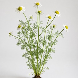 Chamomile Identification Guide