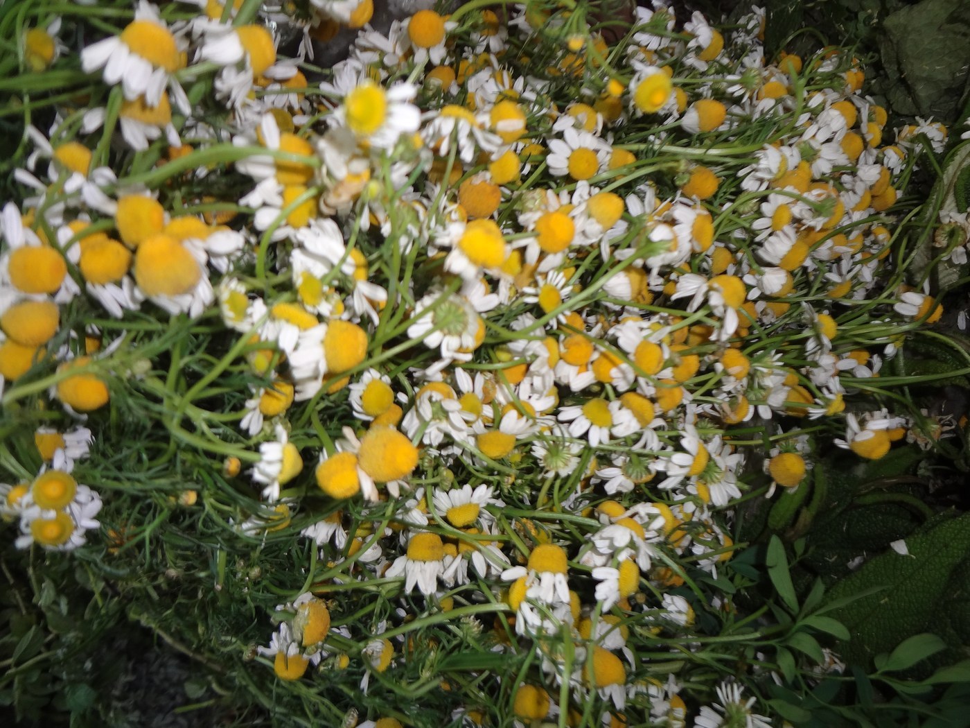 How to Care for Chamomile