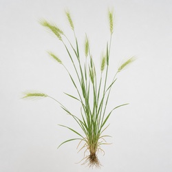Cheatgrass Identification Guide
