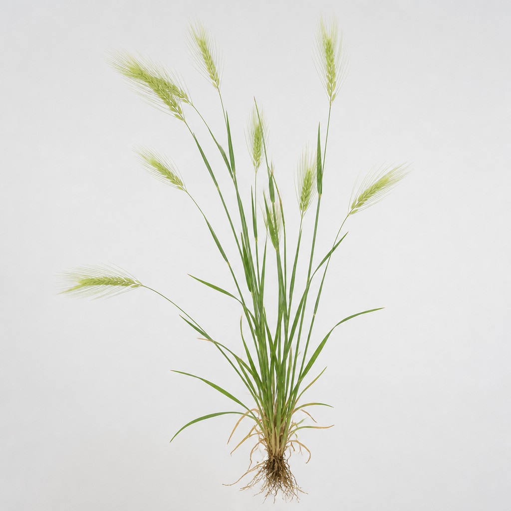 Cheatgrass