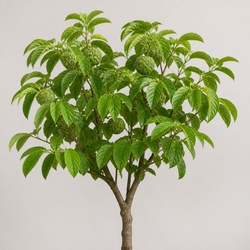 Cherimoya Tree Identification Guide