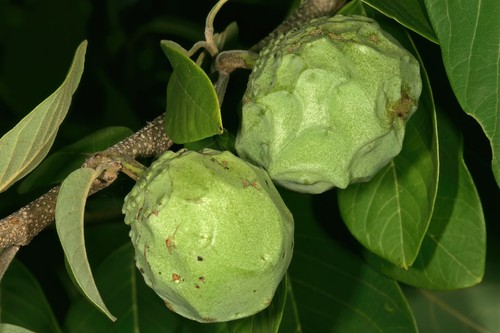 Cherimoya Tree