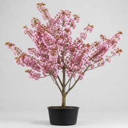 Cherry Blossom Identification Guide