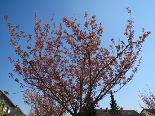 Cherry Blossom Tree