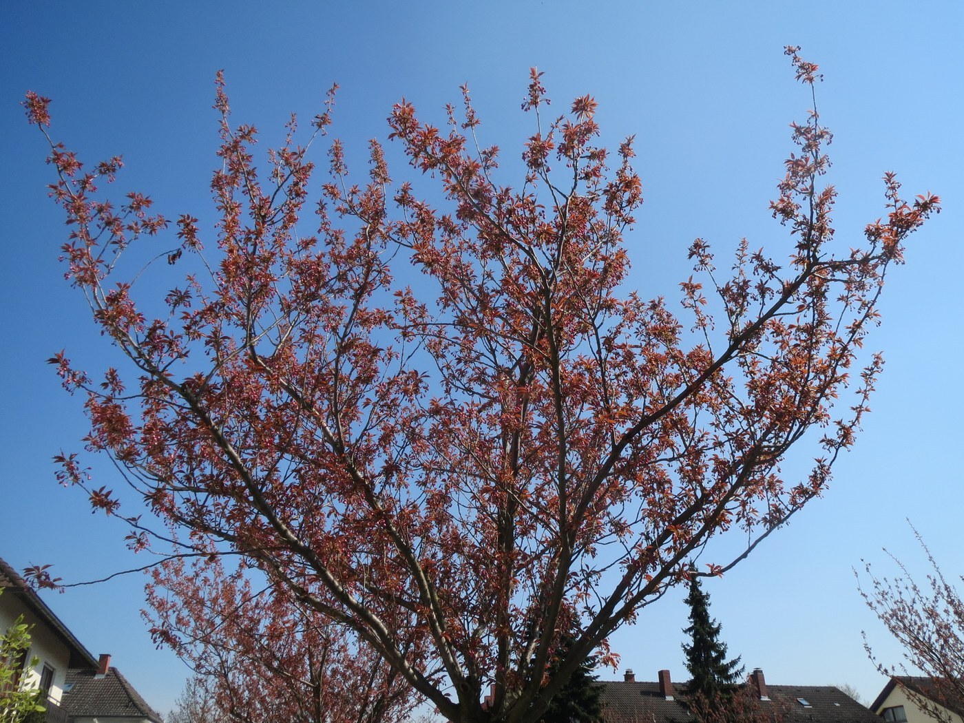 How to Care for Cherry Blossom Tree
