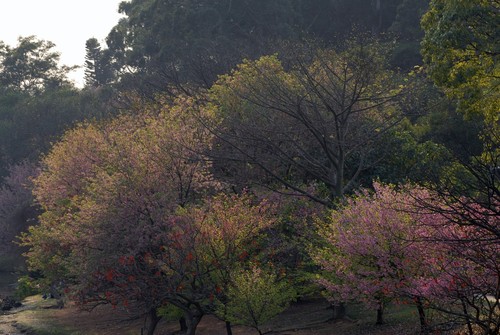 Cherry Blossom