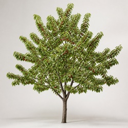 Cherry Tree Identification Guide