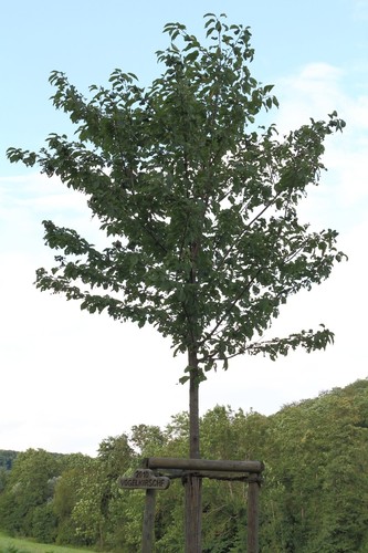 Cherry Tree
