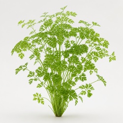Chervil Identification Guide