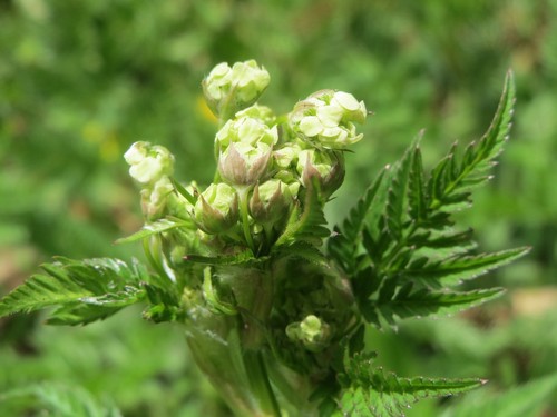 Chervil