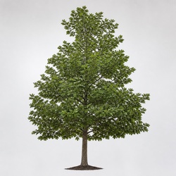 Chestnut Oak Identification Guide