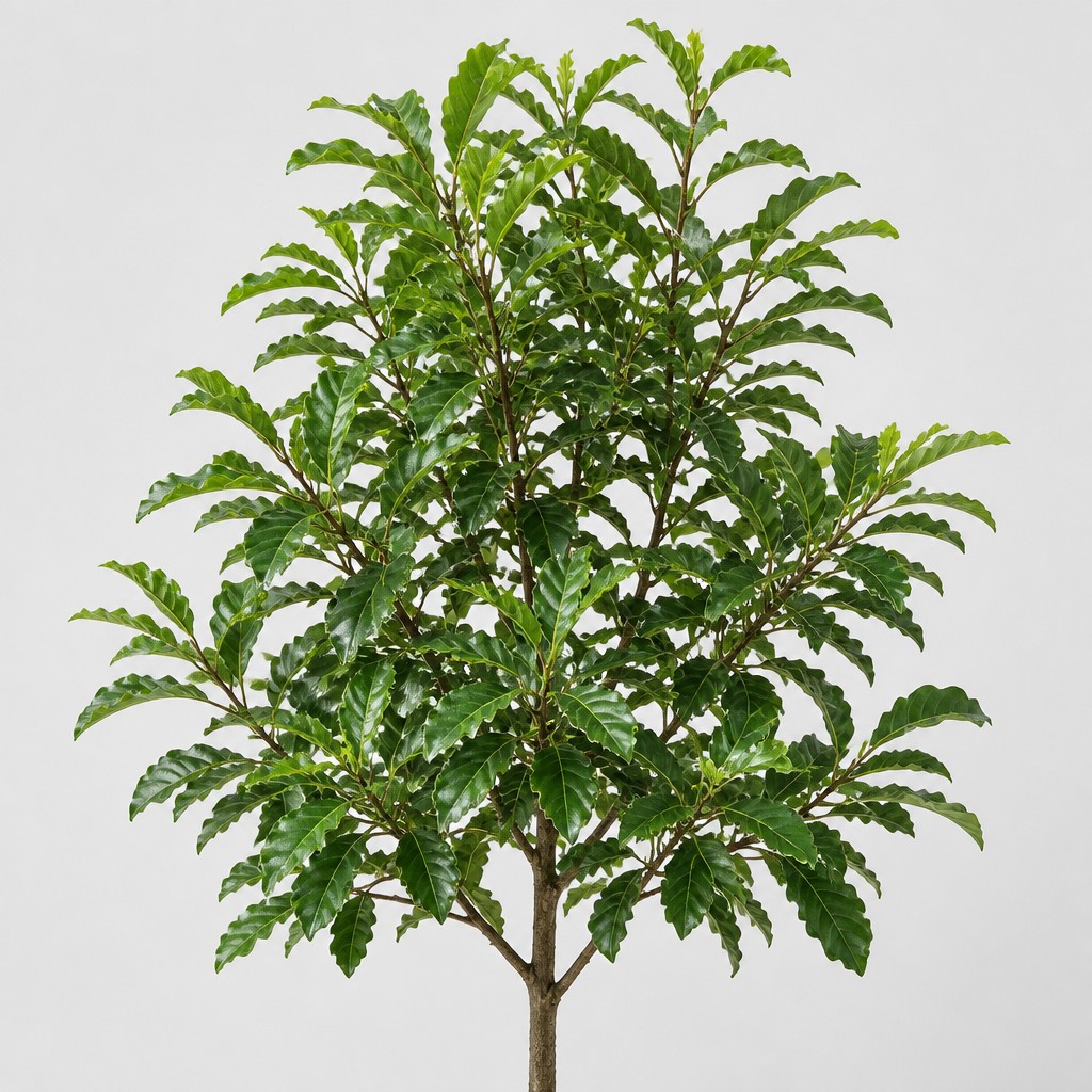 Chestnut Oak