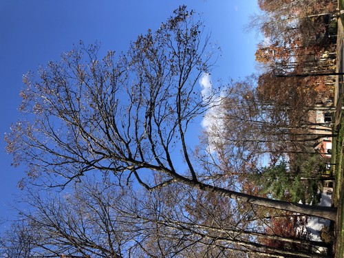 Chestnut Oak