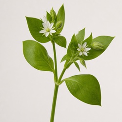 Chickweed Identification Guide