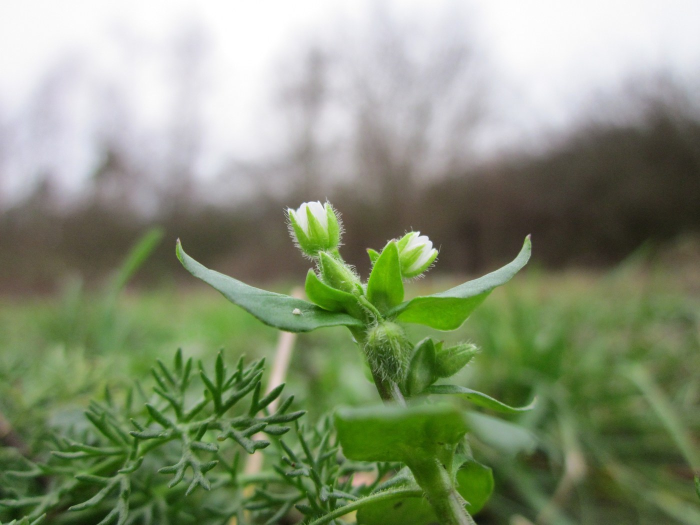How to Care for Chickweed