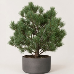 Chihuahua Pine Identification Guide
