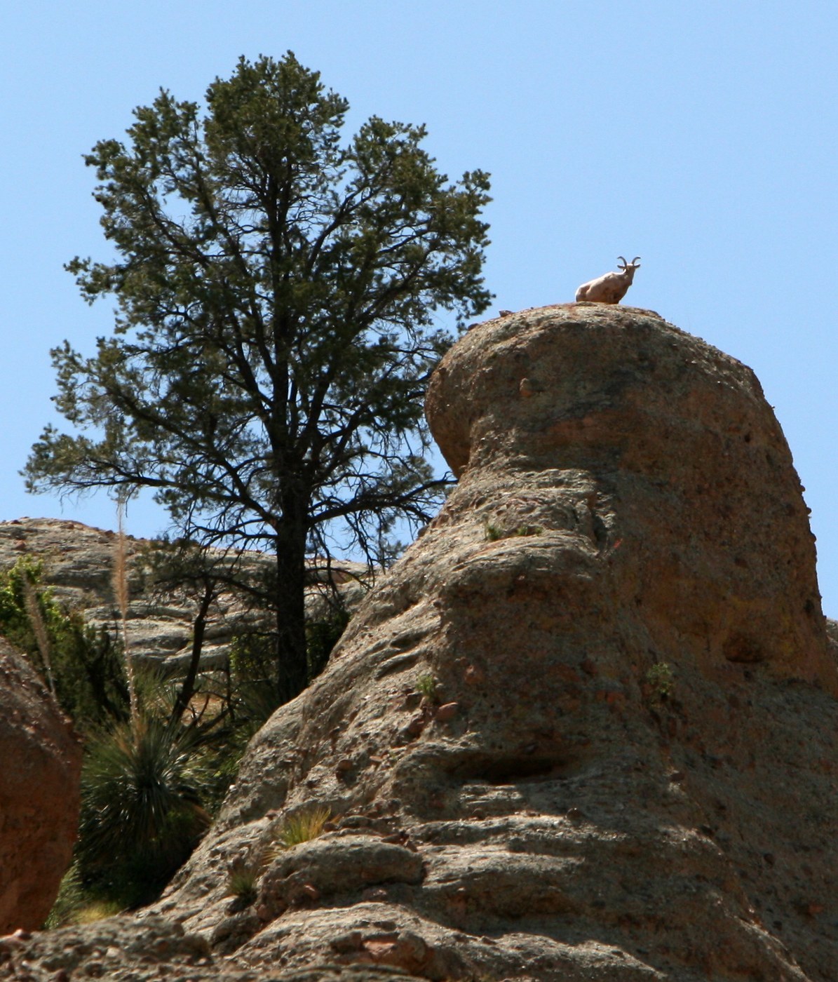 How to Care for Chihuahua Pine