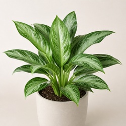 Chinese Evergreen Identification Guide