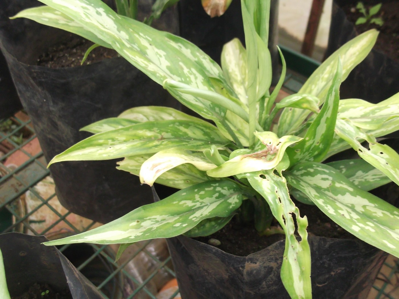 How to Care for Chinese Evergreen