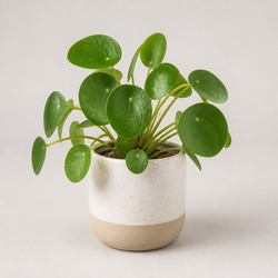 Chinese Money Plant Identification Guide