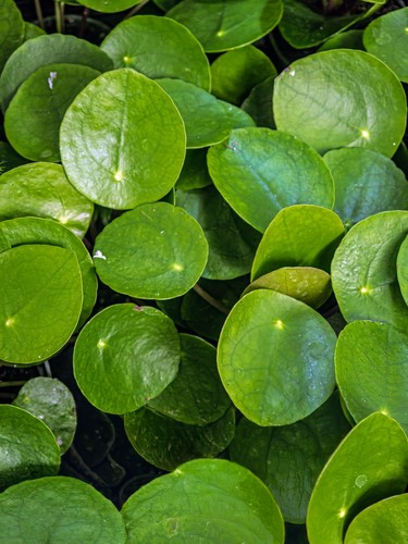 Chinese Money Plant