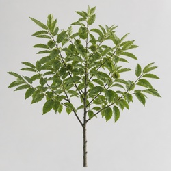 Chinquapin Oak Identification Guide