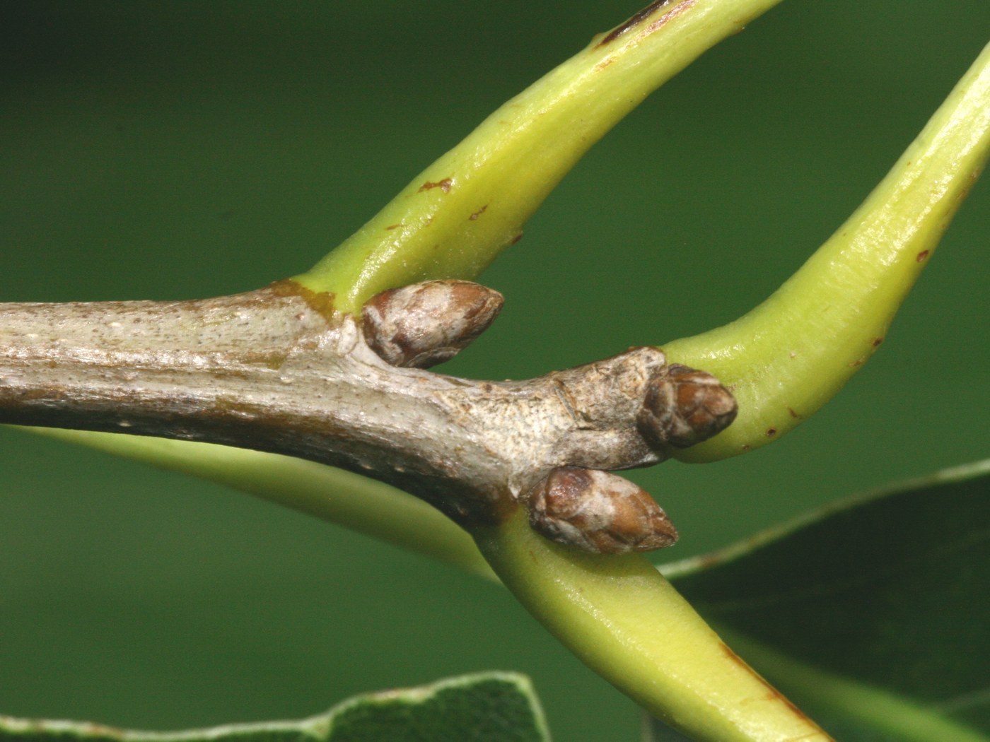 How to Care for Chinquapin Oak