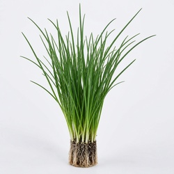 Chives Identification Guide