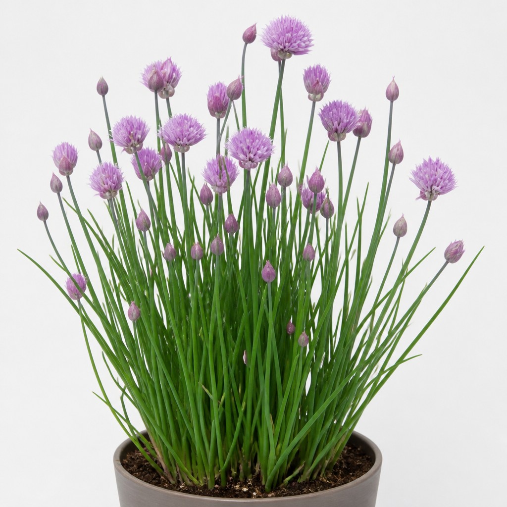 Chives