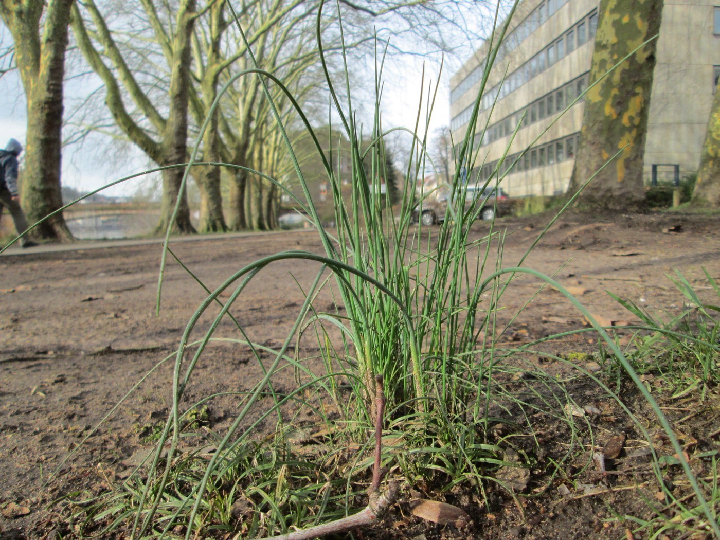 How to Care for Chives