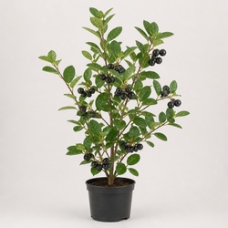 Chokeberry Identification Guide