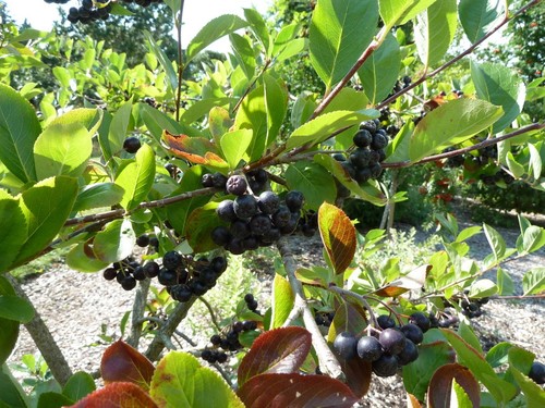 Chokeberry