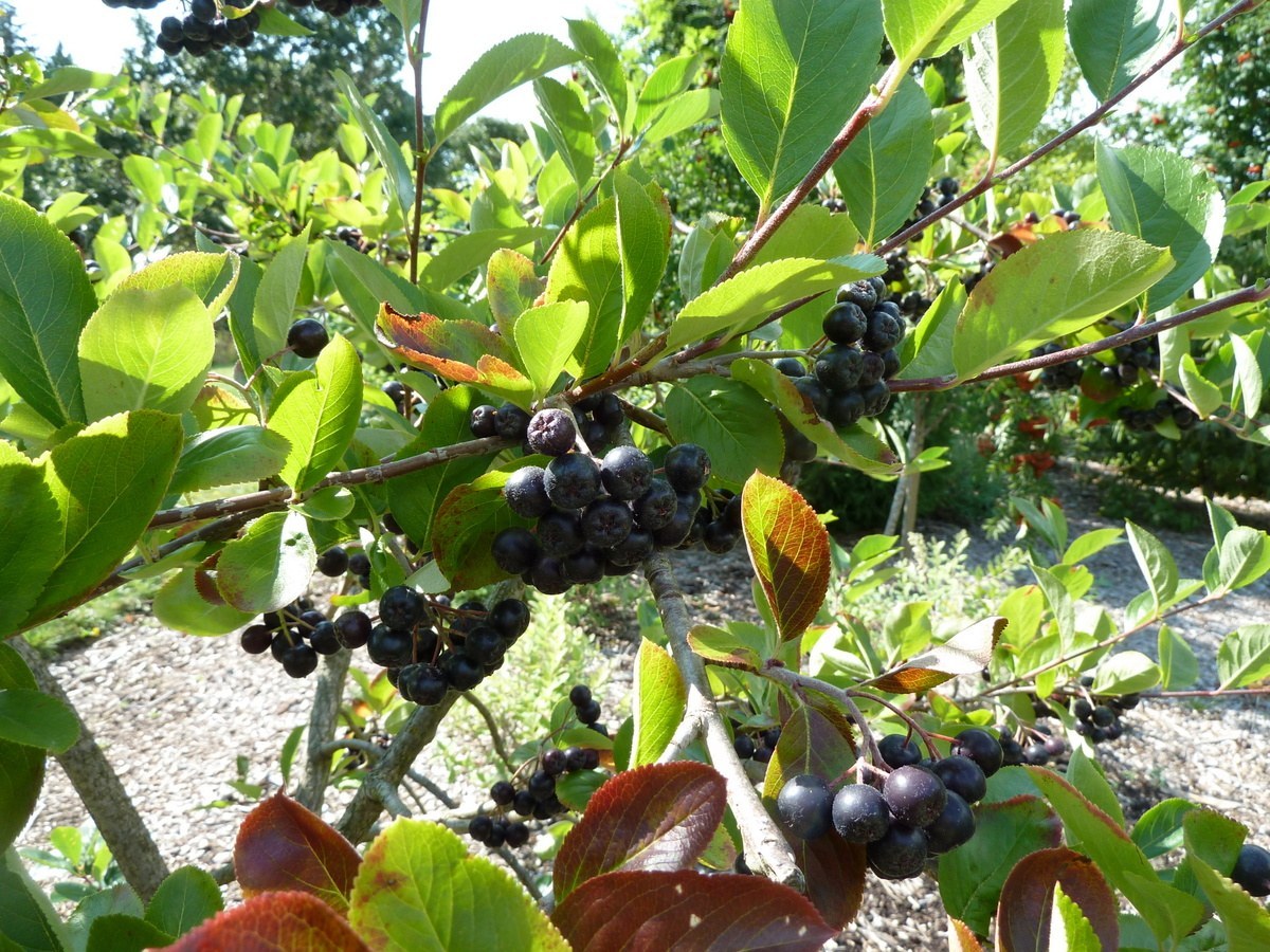 How to Care for Chokeberry