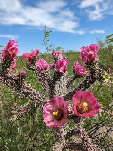 Cholla Cactus