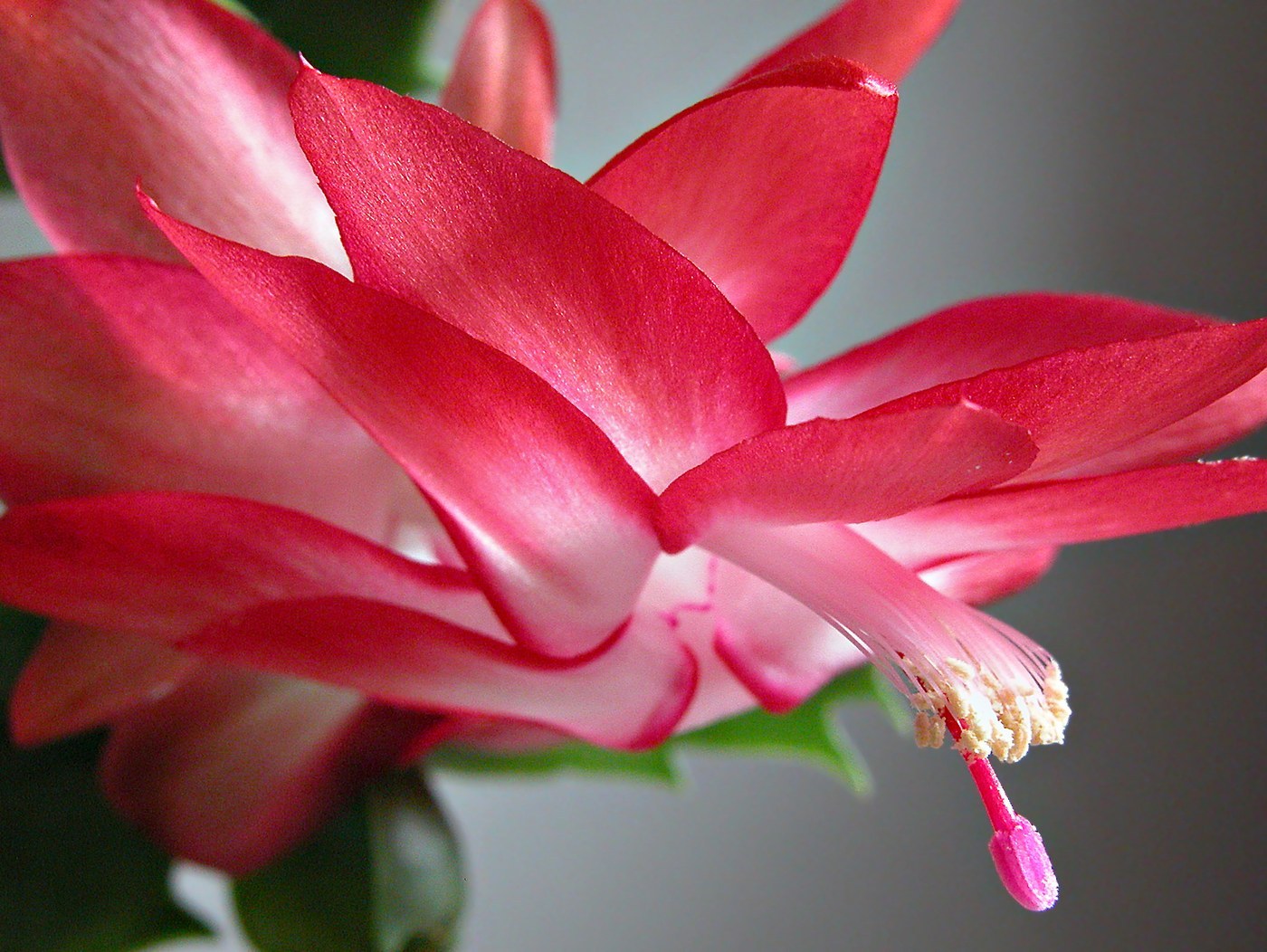 How to Care for Christmas Cactus