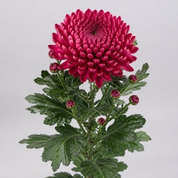 Chrysanthemum Identification Guide